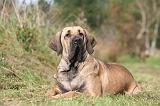 FILA BRASILEIRO 010